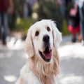 Wat betekent het spreekwoord ‘de hond in de pot vinden’?