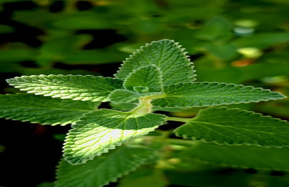 Is salvia gevaarlijk voor katten? Dit zegt de wetenschap