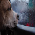 Hoe lang mag je een hond in de auto laten op een parkeerplaats bij 25 graden?